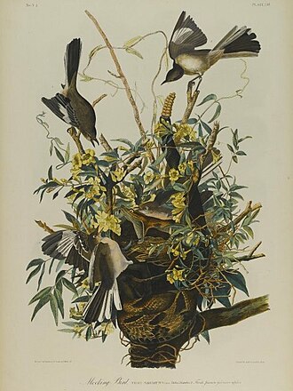 File:Brooklyn Museum - Mocking Bird - John J. Audubon.jpg