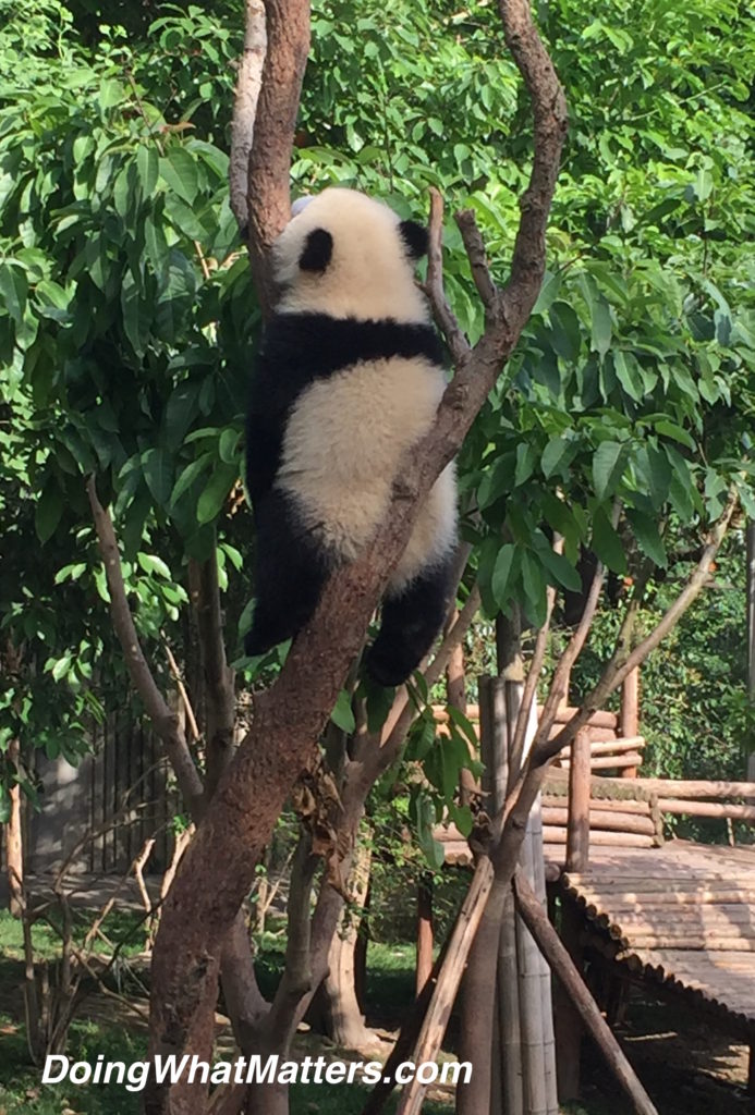 baby-panda-sleeping-china2016