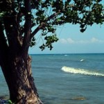 beach-landtree-dtfree_217014sm