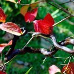 blacksnake