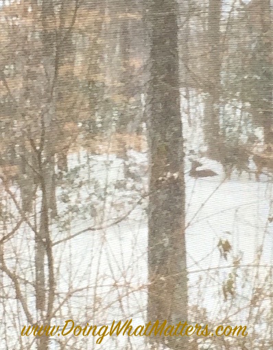 Deer lying in snow.