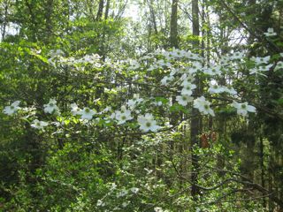 Blossoms everywhere in the spring.