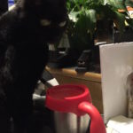 There actually is a black cat doing a bit of testing here. 