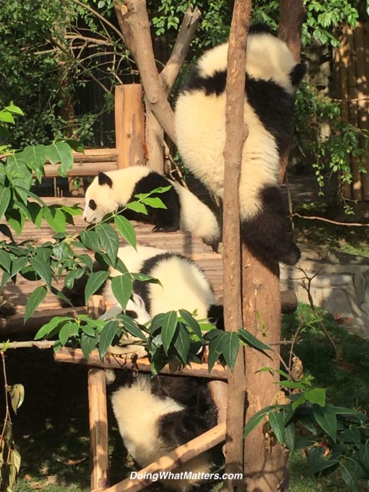Chubby panda babies playing.