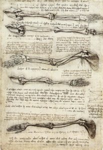 Leonardo's study of the movement of biceps in the arm. 