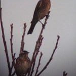 winter-thrush-uk